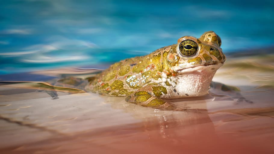 How to Protect Local Wildlife from your Swimming Pool
