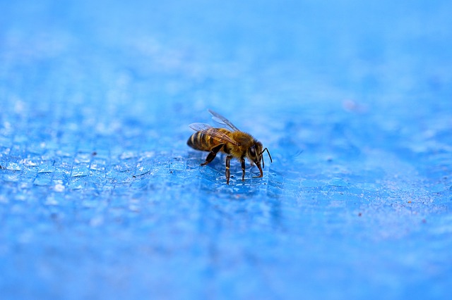 Photo of a bee crawling on a swimming pool solar cover