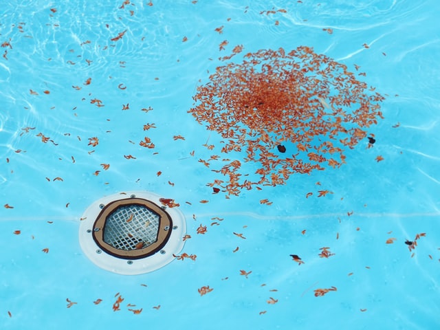 How to Clean your Swimming Pool from Leaves
